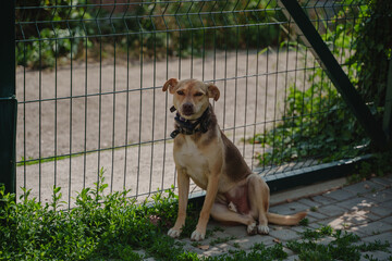 A cute mongrel dog sits near a green mesh fence.