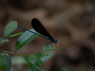 Beautiful Ebony Jewelwing Dragonfly Perched on a Partially Eaten Leaf in Texas