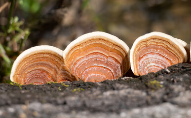 Orange and White Bracket or False Turkey Tail Fungus Photographed from Above