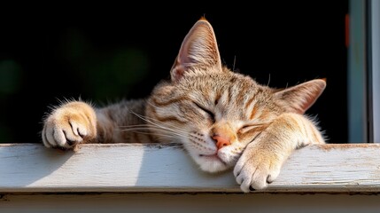 A sleepy cat rests peacefully on a sunlit windowsill, exuding tranquility and comfort as it enjoys the warm rays of sunlight streaming through the window.
