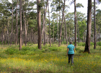 Senior Woman in a Turquoise Shirt Walking in a Forest with Yellow Calliopsis Wildflowers