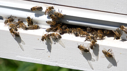 Beekeeping and bee work. Many bees on the wall of the hive in the apiary. Bees close-up, bees macro shot.