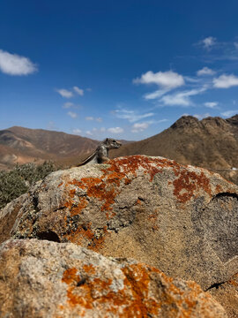 Curious ground squirl from Fuerteventura Canary Islands