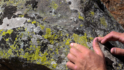 Mosses and lichens in Siberia. A stone covered with moss in the forests of the Altai Mountains. Moss on a stone, macro shot.