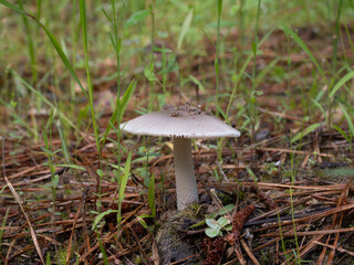 Small Cream-Colored Amanita Vaginatae Mushroom with Soil on Its Cap Erupting from the Forest Floor
