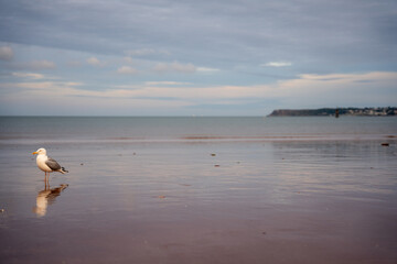 seagulls on the beach