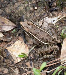 Southern Leopard Frog Photographed from Above