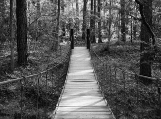 Wooden Suspension Bridge in a Forest Photographed in Black and White