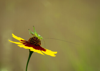 Close Up of a Katydid on a Calliopsis Flower