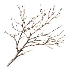Delicate, bare winter branch, detailed illustration