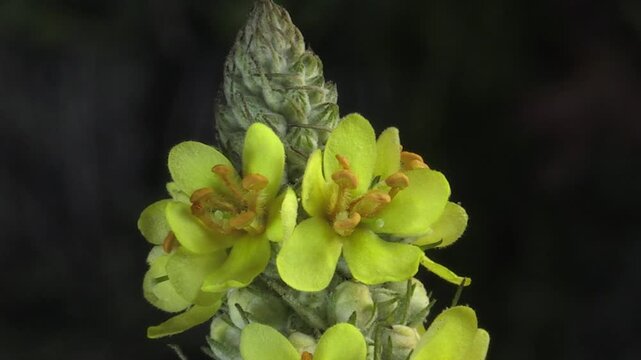 verbasco Verbascum thapsus tasso barbasso time lapse
