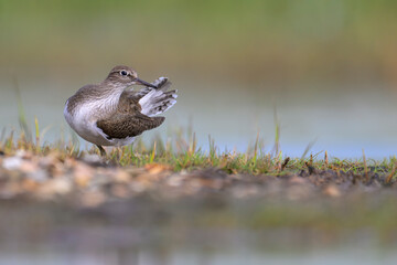 Flussuferläufer Actitis hypoleucos sandpiper