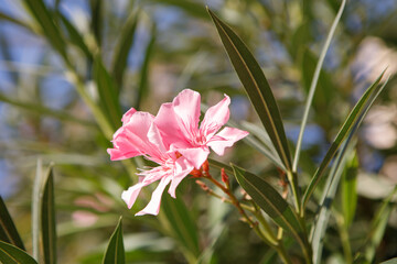 
Pink Oleander Blossoms Bathed in Sunlight with Green Leaf Background