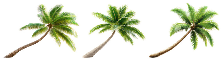 Fototapeta premium PNG Tropical palm trees illustration, element set on transparent background