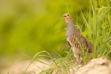 Kuropatwa (Perdix perdix) © Grzegorz