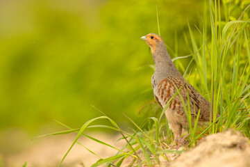 Kuropatwa (Perdix perdix)