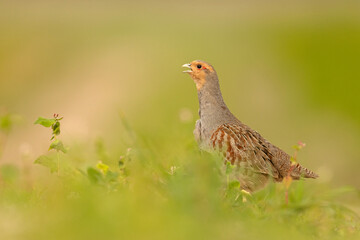 Kuropatwa (Perdix perdix)