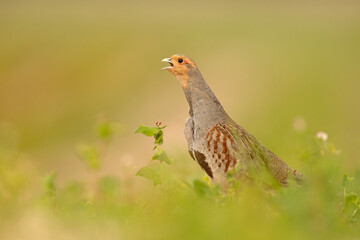 Kuropatwa (Perdix perdix)