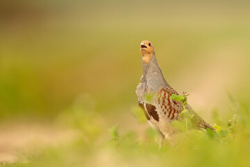 Kuropatwa (Perdix perdix)