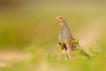Kuropatwa (Perdix perdix)