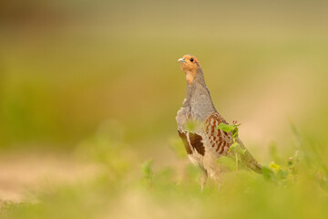 Kuropatwa (Perdix perdix) © Grzegorz