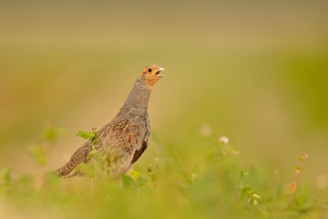 Kuropatwa (Perdix perdix)