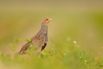 Kuropatwa (Perdix perdix) © Grzegorz