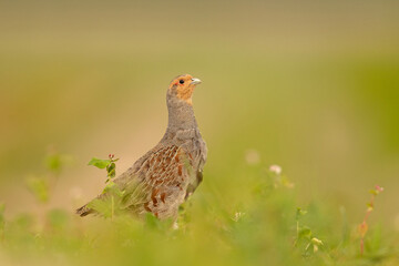 Kuropatwa (Perdix perdix) © Grzegorz