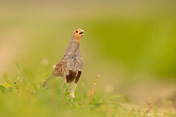 Kuropatwa (Perdix perdix) © Grzegorz