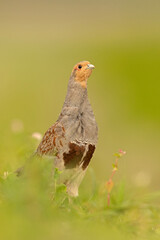 Kuropatwa (Perdix perdix)