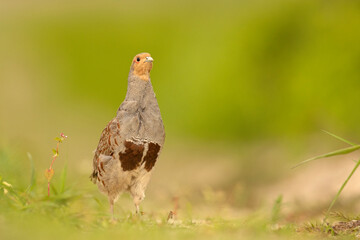 Kuropatwa (Perdix perdix) © Grzegorz