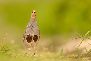Kuropatwa (Perdix perdix) © Grzegorz