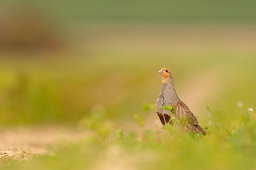 Kuropatwa (Perdix perdix)