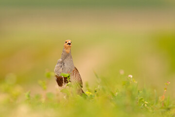 Kuropatwa (Perdix perdix) © Grzegorz