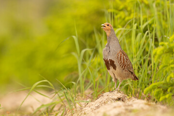 Kuropatwa (Perdix perdix) © Grzegorz