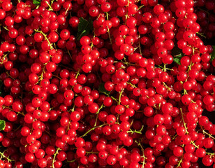 Currant stil llife photograph