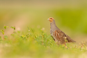 Kuropatwa (Perdix perdix) © Grzegorz