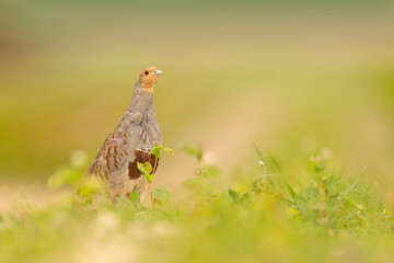 Kuropatwa (Perdix perdix) © Grzegorz