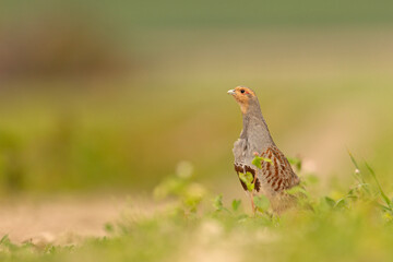 Kuropatwa (Perdix perdix)
