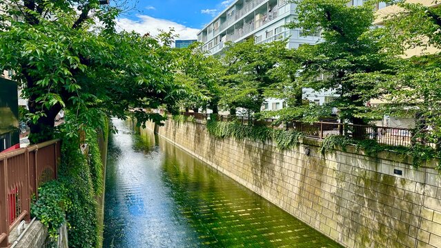 Midday View of Meguro River in Naka-Meguro &ndash; Clear Waterway with Urban Scenery and Natural Greenery in the Heart of Tokyo