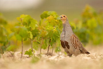 Kuropatwa (Perdix perdix)