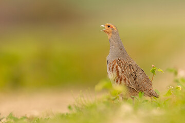 Kuropatwa (Perdix perdix)