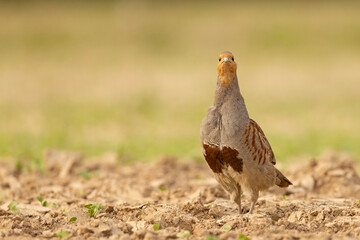 Kuropatwa (Perdix perdix) © Grzegorz