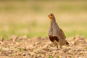 Kuropatwa (Perdix perdix)