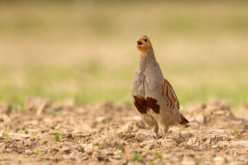 Kuropatwa (Perdix perdix)