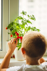 Earth day concept. Little kid growing cherry tomatoes at home on the windowsill. Concept of ecological education at school and kindergarten, eco friendly lifestyle, organic food. Hobby, leisure time