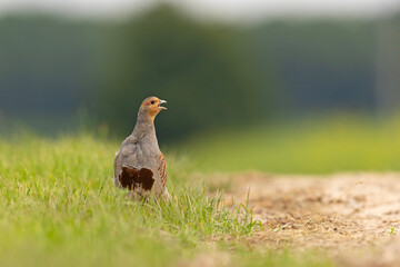 Kuropatwa (Perdix perdix) © Grzegorz