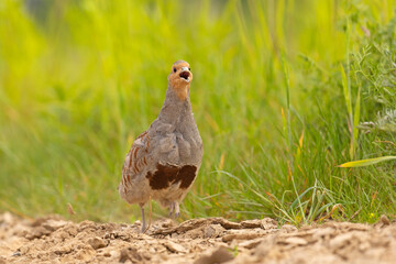 Kuropatwa (Perdix perdix)