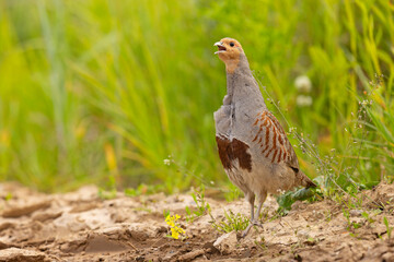 Kuropatwa (Perdix perdix)