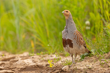 Kuropatwa (Perdix perdix)